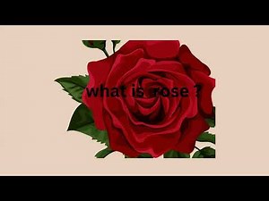 What is Rose and why there is different colour in Roses