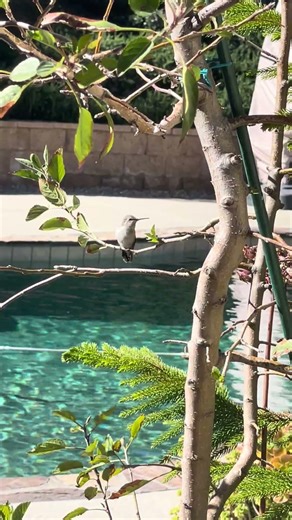 Humming Bird looking for a place for a nest. #nature #birdwatching