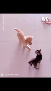 48K views · 357 reactions | Baby cat vs pup | Watercooler Animals | Facebook