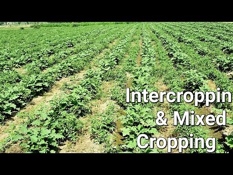 Intercropping || intercroppin and mixed cropping || companion Planting with tomatoes and eggplant