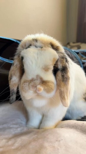 Roses are red. Violets are blue. #BunnyLife #BunnyParent #BunnyLove #Bunny #Rabbit #Duncan #MiniLopAdventures #BunnyMemes | Mini Lop Adventures