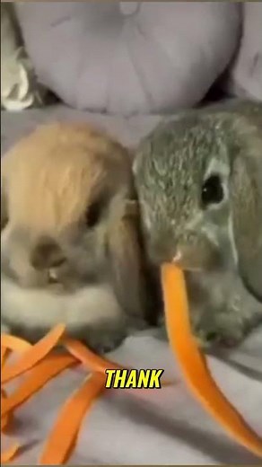Cute Baby Rabbit Munching Lettuce: Aww-some Outdoor Moment! #shorts