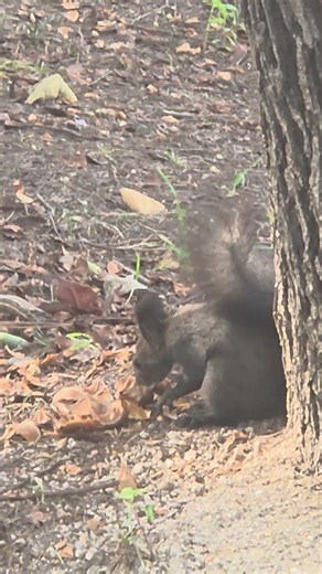 Squirrel eating