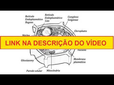 Célula Vegetal - Desenho para colorir e imprimir