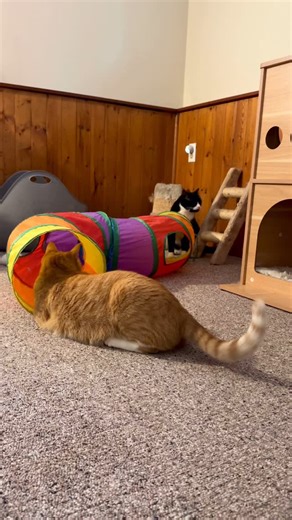 683 reactions · 23 comments | These two are just the cutest & they are having the best time! They are sweet, happy, friendly boys and soooooo attached to each other 殺 This is your PSA to please adopt if/when you can and give a pair of kittens this gift ❤️ @tinykittenshq is still looking for homes for the Bumpkins! 﫶 | The Jedikittens Family | Facebook