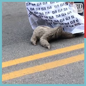 79K views · 480 reactions | How did the sloth cross the road? He had some help 殮 | Reader's Digest | Facebook