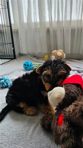 Yorkie puppy grows up #yorkie #yorkshireterrier #puppy #dogbreed #puppyplaying