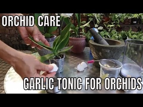 How to Save your orchids with a Garlic Tonic .