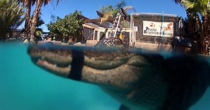 Nature:"Mr. Stubbs" Alligator with Prosthetic Tail Learns to Swim Season 32 Episode 14