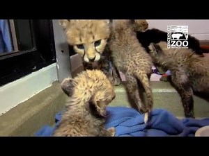 Cheetah Cubs Introduced in Nursery - Cincinnati Zoo