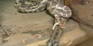 Snake regurgitating antelope