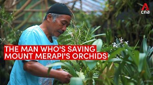 9.4K views · 119 reactions | WATCH: A volcano eruption and forest fire destroyed many orchid varieties at Mt Merapi. Now this man is on a mission to conserve them. Read more: https://cna.asia/36BAxcw | CNA | Facebook