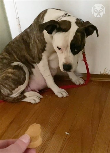 Traumatized rescue dog's journey back to happiness | Crafty Panda