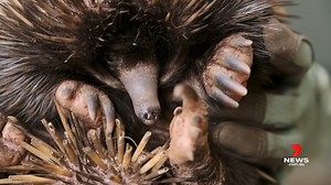 7.2K views · 40 reactions | A rare baby short-beaked echidna has emerged at Taronga Zoo after spending the first few months of its life in a deep burrow. The puggle is thought be about seven months old and will soon be left to fend for itself by its mother. www.7NEWS.com.au 7NEWS at 6pm. #Sydney #7NEWS | 7NEWS Sydney | Facebook