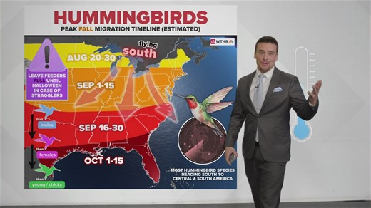 Peak hummingbird migration in Indiana: weather, feeders and the journey south | 13Weather Blog