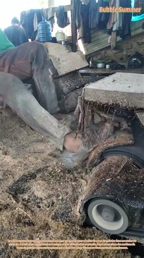 Extraction du cœur de palmier : traitement du cœur de l'arbre à l'aide de broyeurs mécaniques