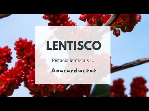 LENTISCO - Pistacia lentiscus L. - Anacardiaceae - Mastic - Lentisk - Alantisco - mastice di Chio