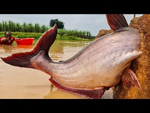 “Catching Giant Fish by Hand – Extreme No-Rod Fishing Adventure!”
