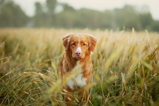 Grass Awns In Dogs: A Deadly Summer Danger