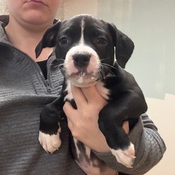 Springboro, OH - Mixed Breed (Medium). Meet Mikey a Pet for Adoption - AdoptaPet.com