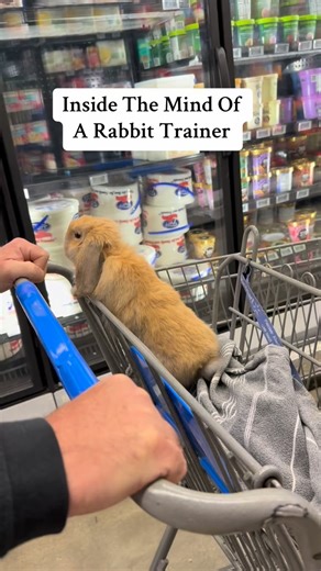 Rabbit Pals on Instagram: "If you’ve ever wondered what’s going through my head when I’m watching a rabbit, these are the kinds of details I notice right away. The little things that make me a more concise trainer. Today I learned something important from my interaction with Toad. One of my markers for comfort is whether a rabbit will eat during an outing. I gave Toad some lettuce, and she only ate when the cart was still. While we rolled through the store, she stopped eating completely. That te