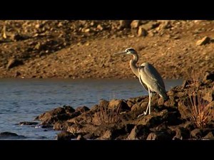 Great Blue Herons