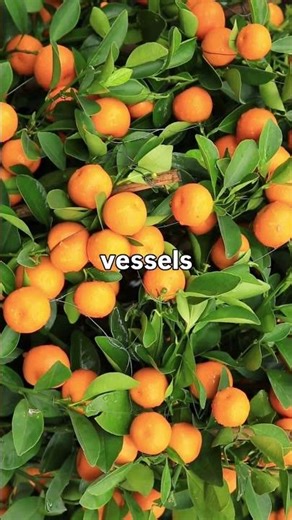 Vitamin C: Why You Need It for More Than Just Your Immune System