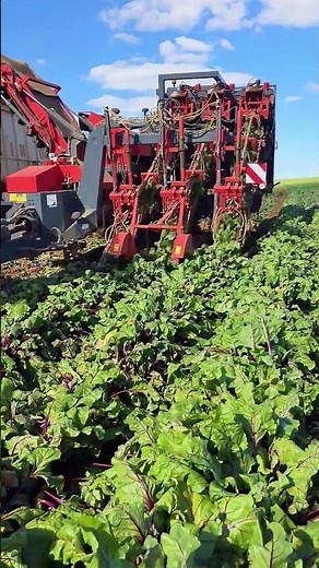 🚜 Cosechadora Agrícola Gigante en Acción | ¡Potencia Extrema! #farming #agriculturaregenerativa