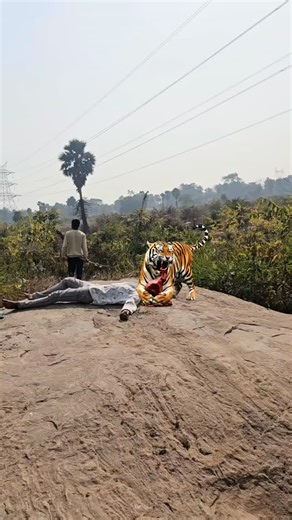 PRAKASH BHOI on Instagram: "Tiger attack #treding #viralreels #fbreels #reels #amazon wildlife viral reels shorts"