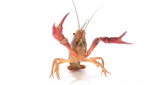 The red swamp crayfish is a physical ecosystem engineer – known for constructing burrows with a single opening that can accommodate up to two crayfish. These crayfish are opportunistic omnivores eating anything from insects, to other crayfish, mollusks, and even fish. This species has a fairly short life cycle, and is sexually mature in as little as two months. Females can produce up to 700 eggs at one time, depending on her size, water temperature, and population density! They have no specific 