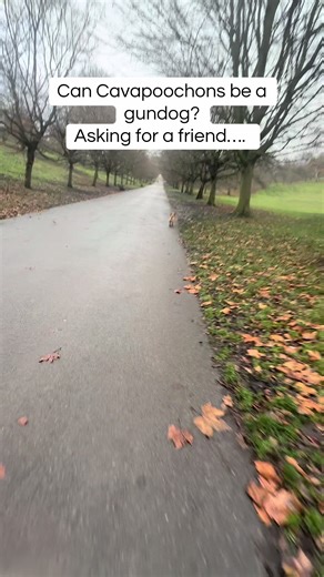 My little pocket gundog! Gundog training is for any breed! #petgundog #gundogtraining #gundogsoftiktok #cavapoochon #cavapoochonsoftiktok