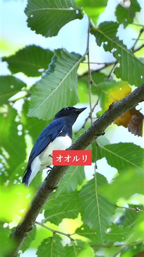 #オオルリ #公園 #野鳥 #夏鳥 #自然