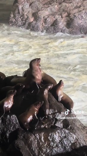Sea Lion Caves Oregon: A Must-See on the Oregon Coast