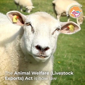 2.8K views · 30 reactions | The Animal Welfare (Livestock Exports) Act is now law. This bans exports of live animals for slaughter from GB and ends these unnecessary and stressful journeys.  Find out more: https://www.gov.uk/government/news/export-of-live-animals-banned | Department for Environment, Food and Rural Affairs (Defra) | Facebook