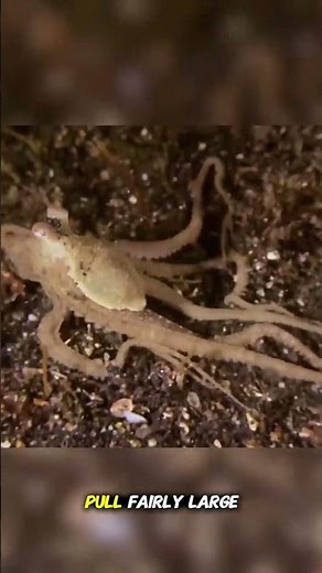 The Sand Monster That Waits: The Terrifying 3-Meter Purple Worm