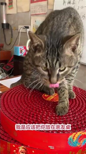 Rural Cat Diaries: Our Furry Friends' Daily Life