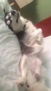 16K views · 67 reactions | When you party too hard over the weekend... | Fling - See The World | Facebook