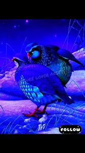 Magical birds of the night! 🌙✨ They look like they have LED lights on them! 💡🐦 Real or AI? You decide! 👇 #AIBirdReels #NightNature #Bioluminescent #fblifestyle #AIVisuals #BirdReels #NatureReels #TrendingReels #ViralReels #FacebookReels #FYP #Explore Disclaimer: ⚠️ Disclaimer: This video contains AI-generated visuals created for entertainment purposes and does not represent real wildlife. | Nature Lover Artist