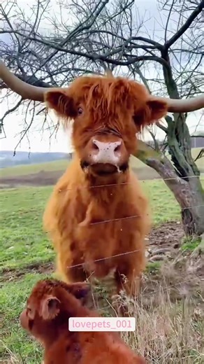 Funny Cow.🤣🤣🤣#cow #funny #foryou #funnyvideos #viral #funnytiktok #fypシ゚viral #funnyanimals #usa🇺🇸