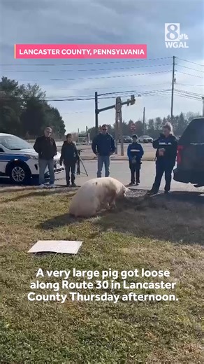 A pig made a wild escape onto a Pennsylvania highway before good Samaritans stepped in to save the day. Here's what happened. http://www.kcra.com/article/pig-escapes-rescued-good-samaritans-pennsylvania/69961024 | KCRA 3