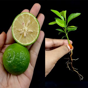 How to grow lemon tree from seeds at home - with 100% success | Tamanna Garden | Facebook