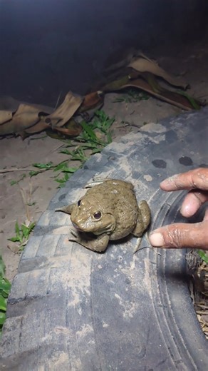 #prankfrog #funnyanimal #funnyfrog