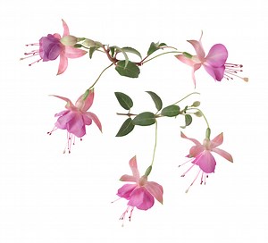 How to Split a Fuchsia Plant