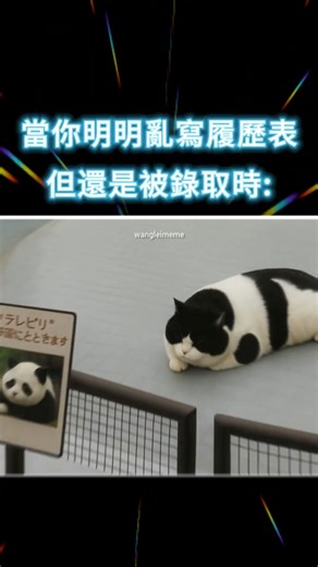 🐼也是一種🐱嗎?? #搞笑 #totomomo #shorts