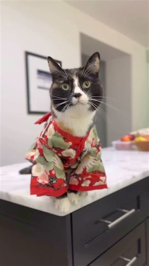 Cute Cat 😻❤ -------------------------------- #cats #badgerdot #kissmeimirish #catsinhats #irishcat #beards #catsinclothes #tuxedocat #adoptdontshop #fosteringsaveslives #stylish #cat #catsofinstagram #ilovemycat #fosterfail #mycatisawesome #ilovechikn | Badger.Dot