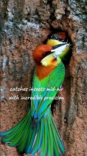 beautiful Chestnut-headed Bee-eater feeding their babies it's viberant colors/feathers ❤️