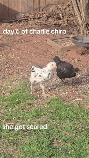 Charlie chirp #chickens #fyp