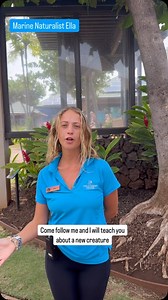 Trumpetfish are slow-moving but skilled hunters! 🎺 🐠 They often hover vertically or shadow larger fish to sneak up on prey. Have you seen one cruising through Maui’s reefs? - #trumpetfish #reeflife #mauioceancenter #immerseyourself #marineconservation #liveoceanaloha #alohafriday #fishfriday | Maui Ocean Center, The Aquarium of Hawaii