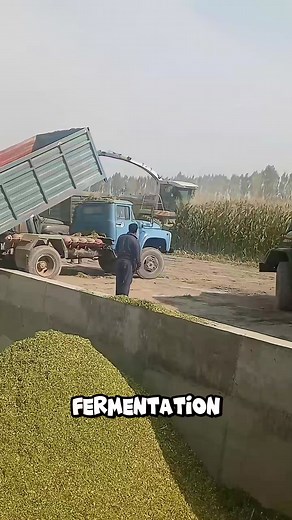 7.2K views · 15 reactions | Fresh chopped corn is unloaded and packed tightly in silage pits. #SmartFarming #SilageMaking #FarmEfficiency #fblifestyle | Moisés Stduio | Facebook