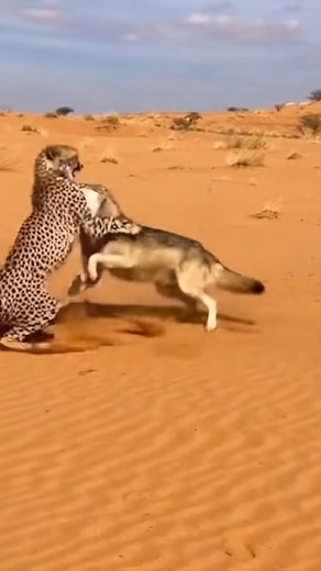 22K views · 167 reactions | A Grey Wolf vs A Cheetah in a Dessert 勞 #animals #wildlife | Gen Animals | Facebook